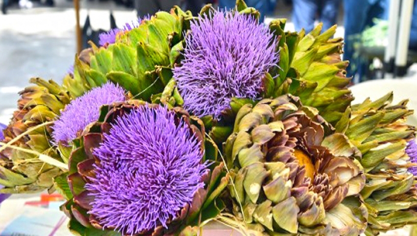 URLA ENGİNAR FESTİVALİ TURU