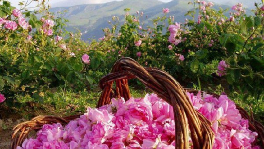 ISPARTA GÜL HASADI VE PAMUKKALE SALDA TURU