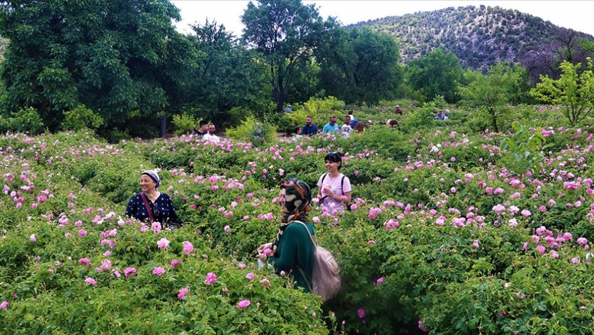 ISPARTA GÜL HASADI VE PAMUKKALE SALDA TURU