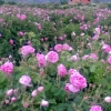 ISPARTA GÜL HASADI VE PAMUKKALE SALDA TURU