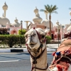EXCLUSIVE SHARM EL SHEIKH TURU