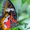 UÇAKLI ADANA PORTAKAL ÇİÇEĞİ FESTİVALİ TURU